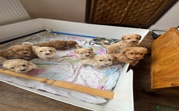 Cockapoo dogs for sale: Wonderful snuggle buddy  - Image 11