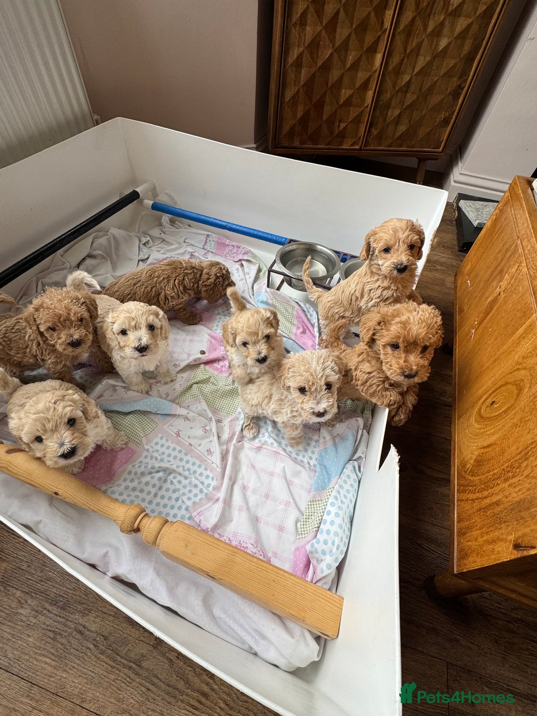 Cockapoo dogs for sale: Wonderful snuggle buddy  - Image 11