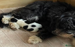 Havanese dogs for sale: Pure Havanese from 5star licensed breeder  - Image 2
