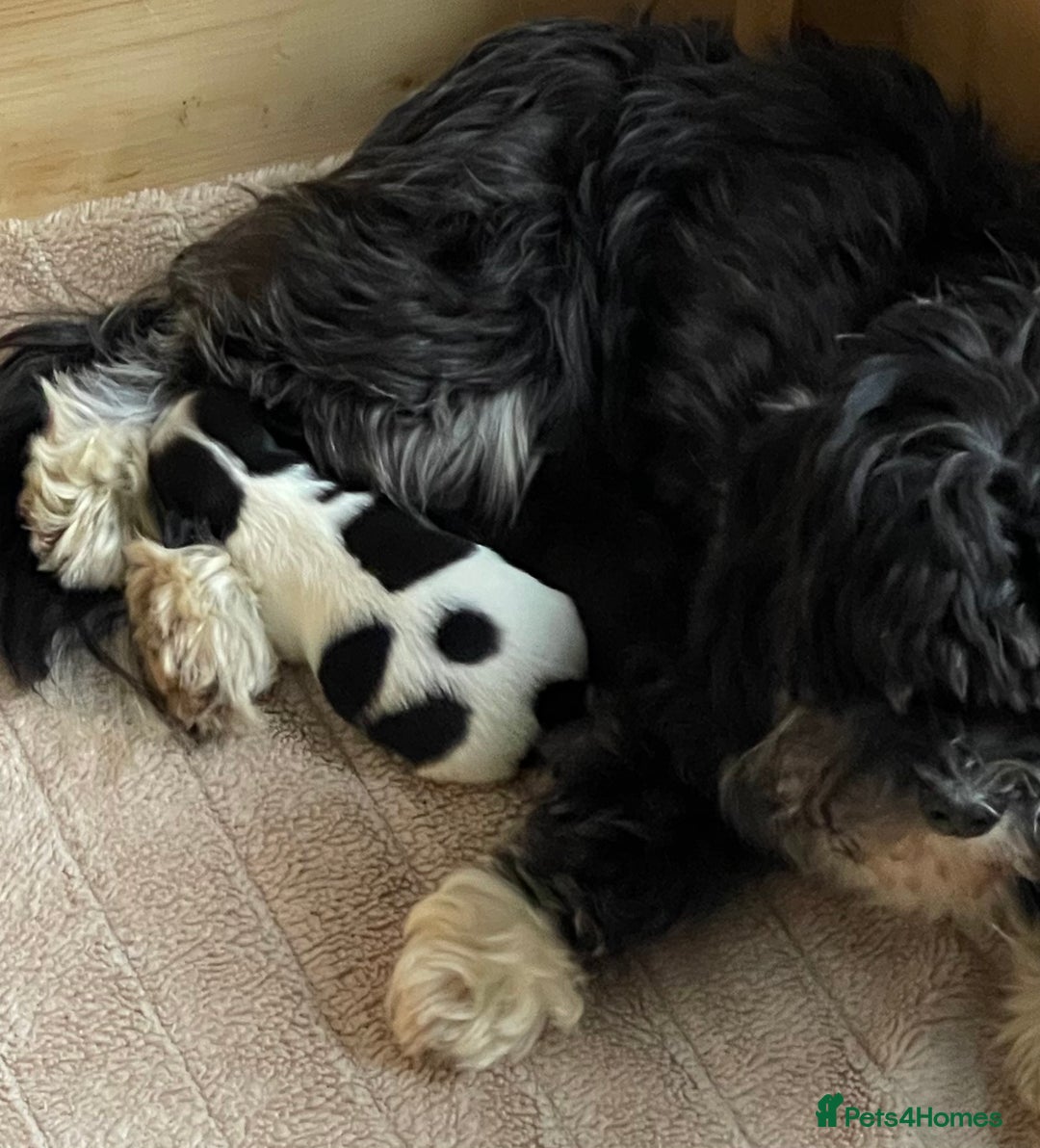Havanese dogs for sale: Pure Havanese from 5star licensed breeder  - Image 2