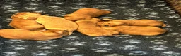 Golden Retriever dogs for sale: 🌟DNA clear, super dark, golden puppies 🌟 - Advert 4