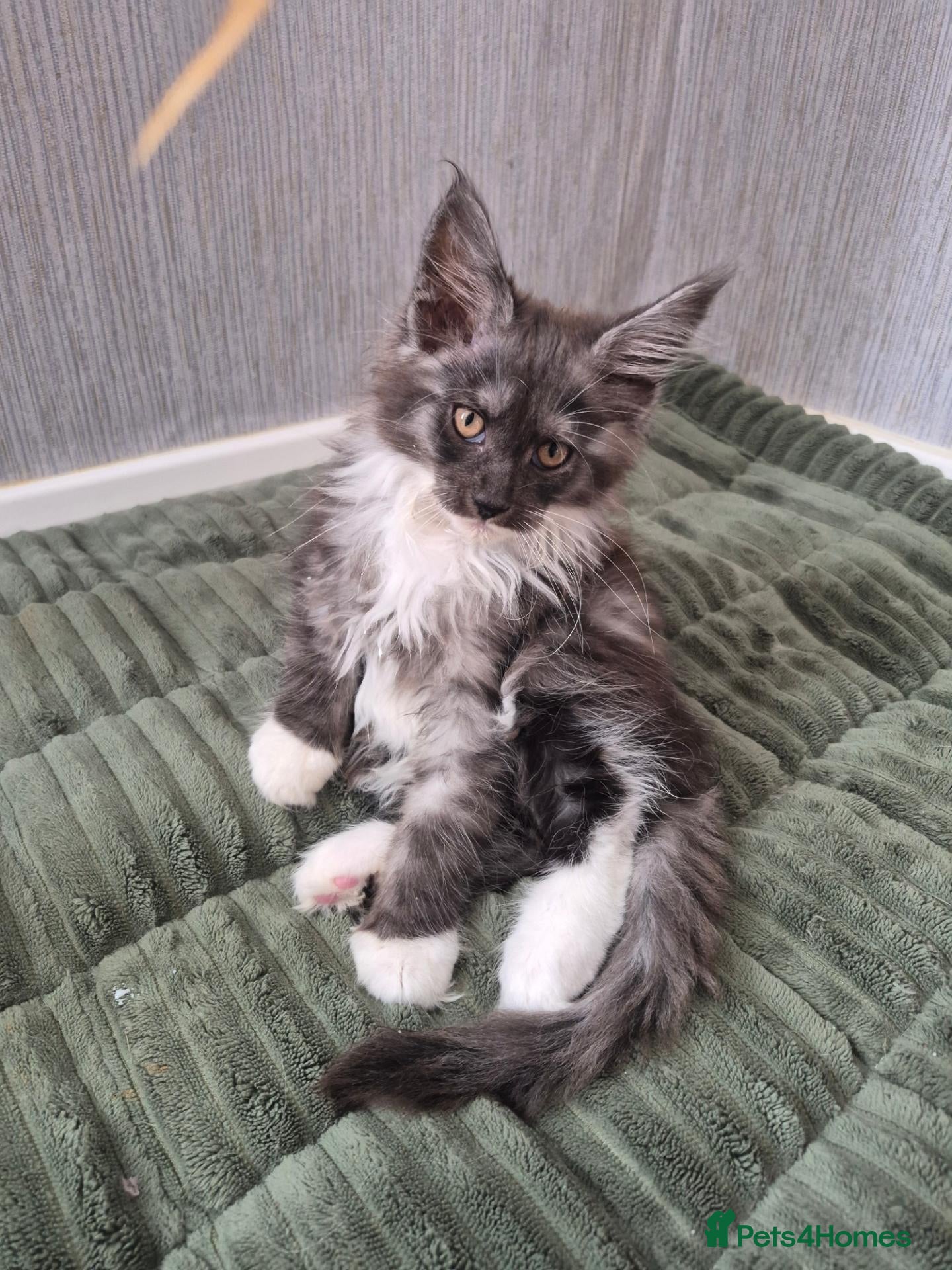 Maine Coon cats Beautiful Maine coon kitten girls  - Advert 1