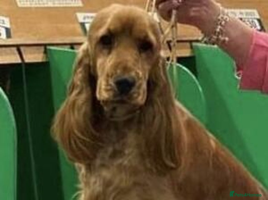 Cocker Spaniel dogs for sale: ✨ Sangriseo Show Cocker Spaniels Waiting List - Image 4