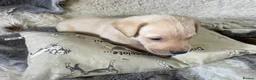 Labrador Retriever dogs for sale: 3 Male Pups KC Reg from Health Tested Parents - Advert 4