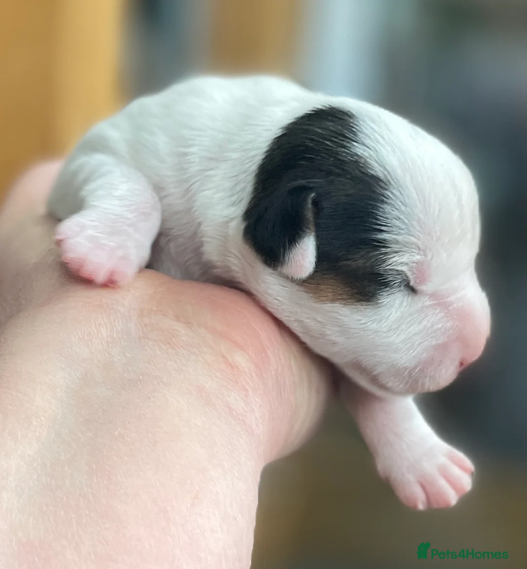 Parson Russell dogs for sale: Parson Terrier Puppies - rough coated - Advert 1