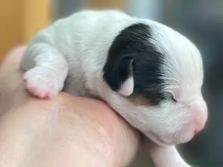 Parson Russell dogs Parson Terrier Puppies - rough coated - Advert 4