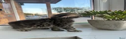 Scottish Fold cats for sale: 3 Scottish Fold kittens looking for new homes - Advert 12