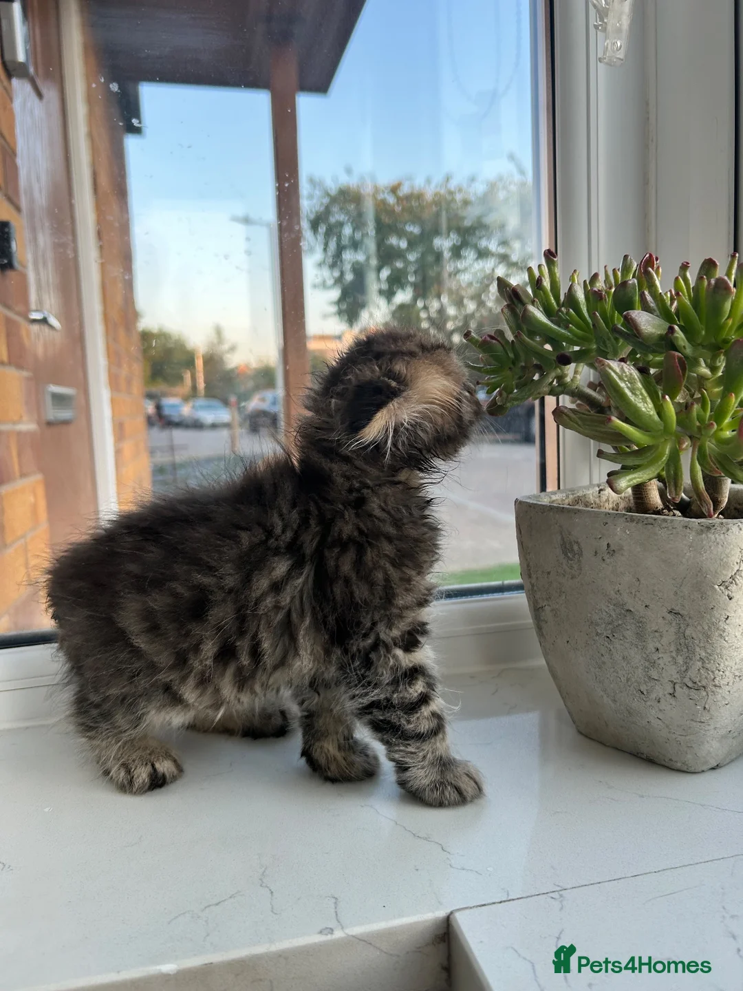 Scottish Fold cats for sale: 3 Scottish Fold kittens looking for new homes - Advert 12