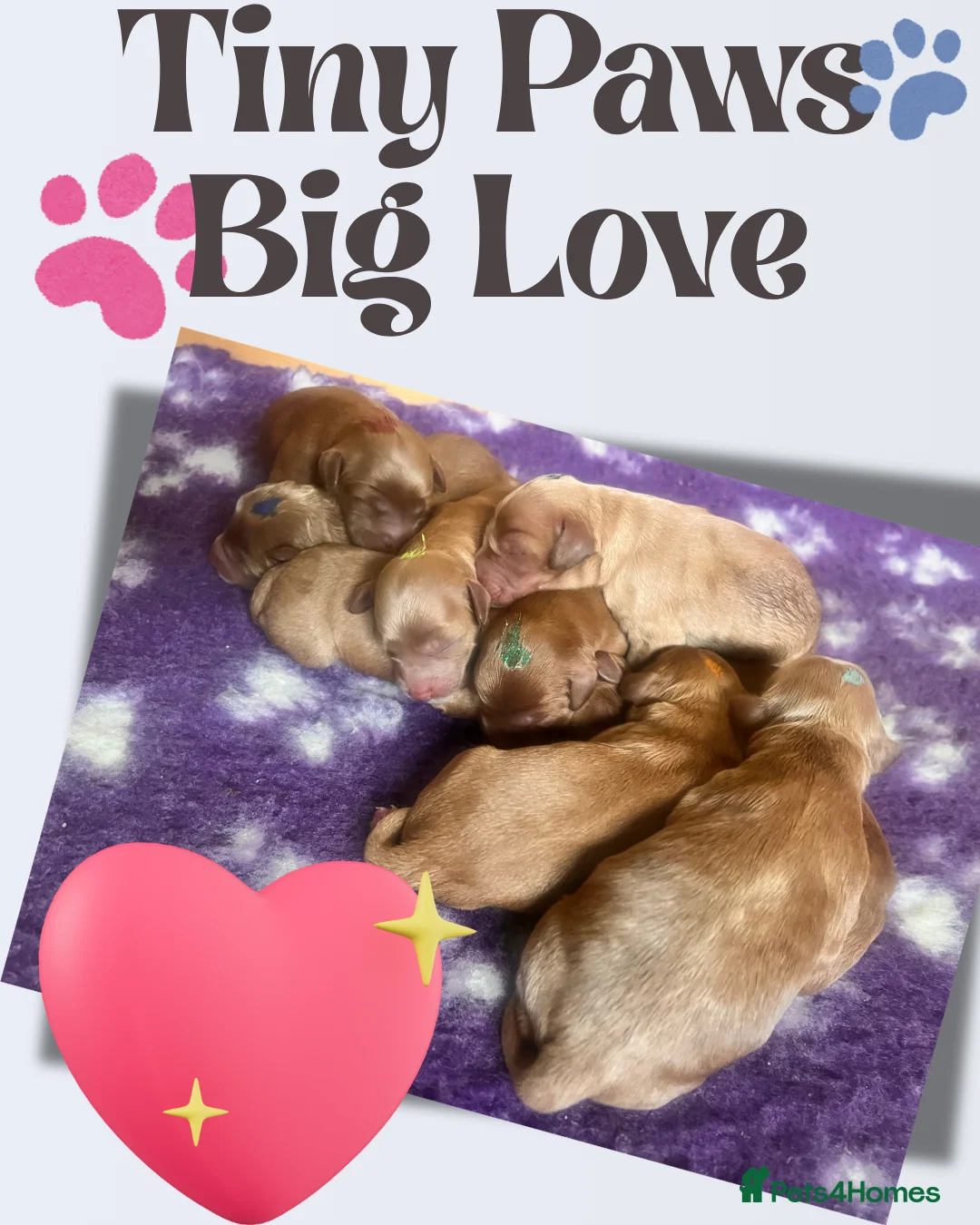 Australian Labradoodle dogs for sale: Tiny Tails, Big Hearts Australian labradoodles  - Advert 2