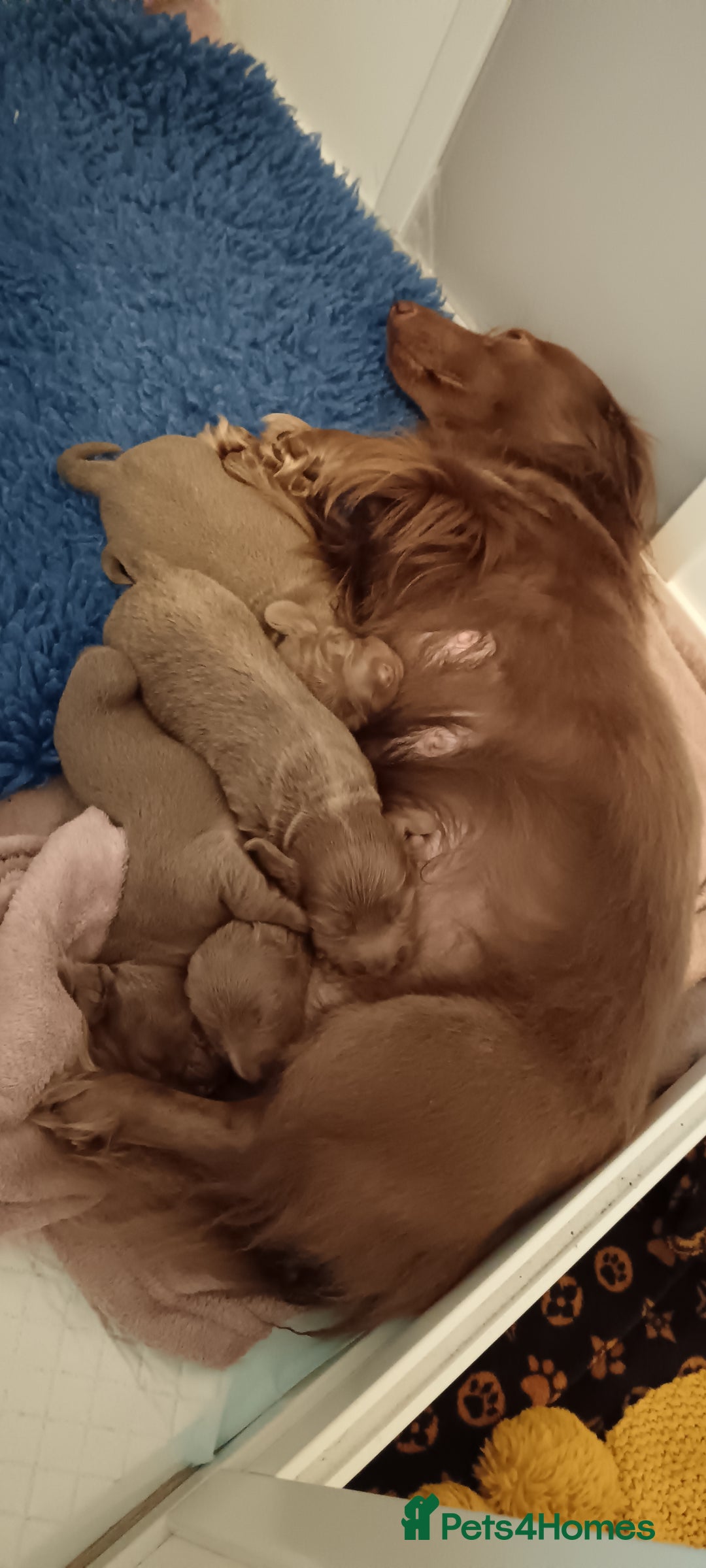 Miniature Dachshund dogs for sale: Stunning Minature Dachshund litter - Image 7