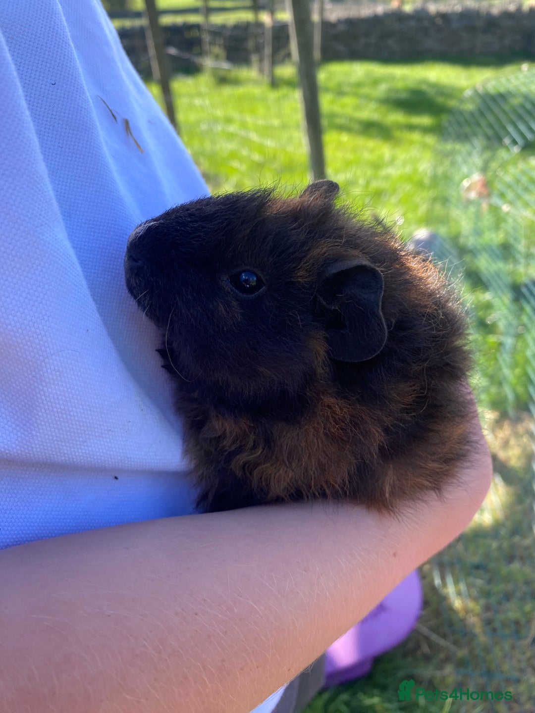 Guinea Pig rodents for sale: 2 girls & 1 boy Gorgeous Guinea Pigs  - Image 4