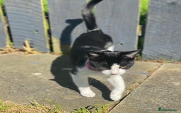 Mixed Breed cats for sale: Luna for rehoming - Image 2