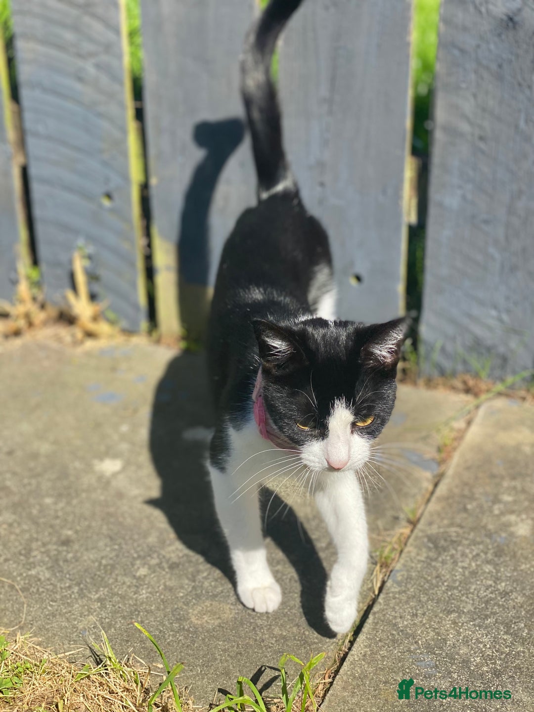 Mixed Breed cats for sale: Luna for rehoming - Image 2