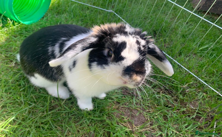 Mini Lop rabbits - Advert 3