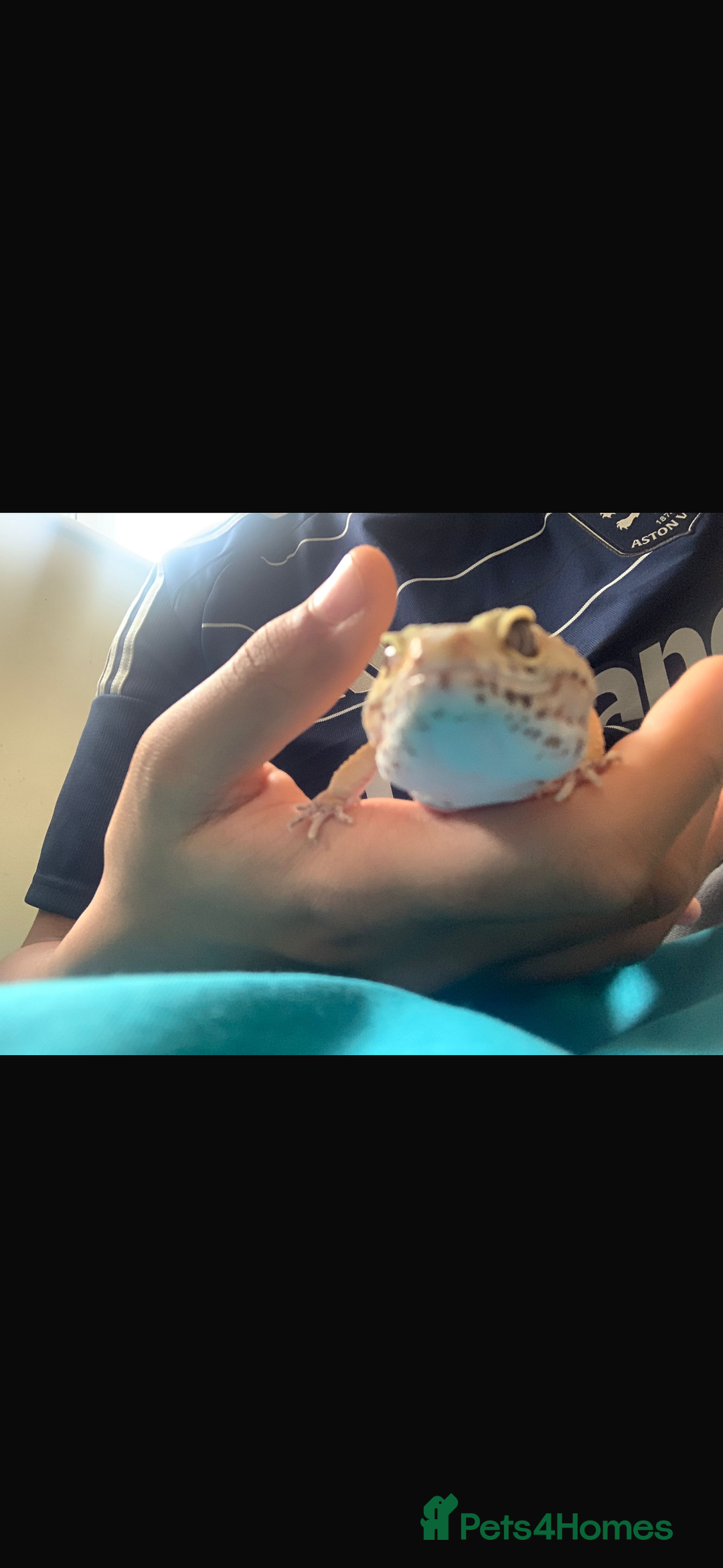 Leopard Gecko reptiles for sale: Leopard gecko called gizmo - Advert 1