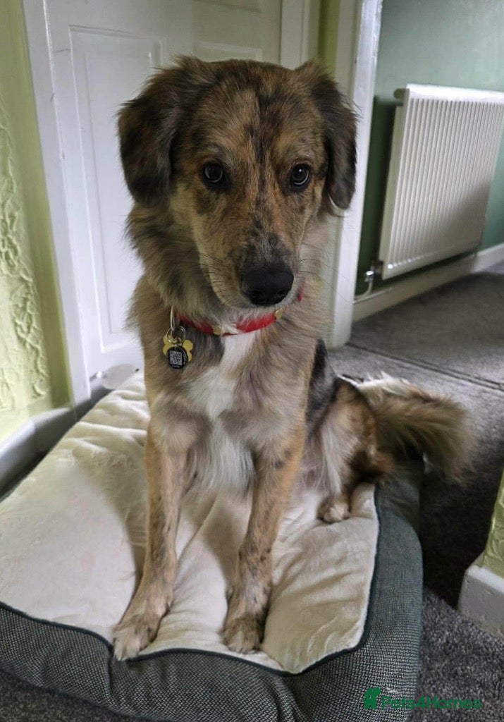 Mixed Breed dogs Meet Merlin, currently residing in Worcester  - Advert 11