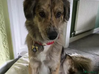 Mixed Breed dogs Meet Merlin, currently residing in Worcester - Advert 11