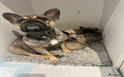 French Bulldog dogs for sale: French Buldog puppies  - Image 20