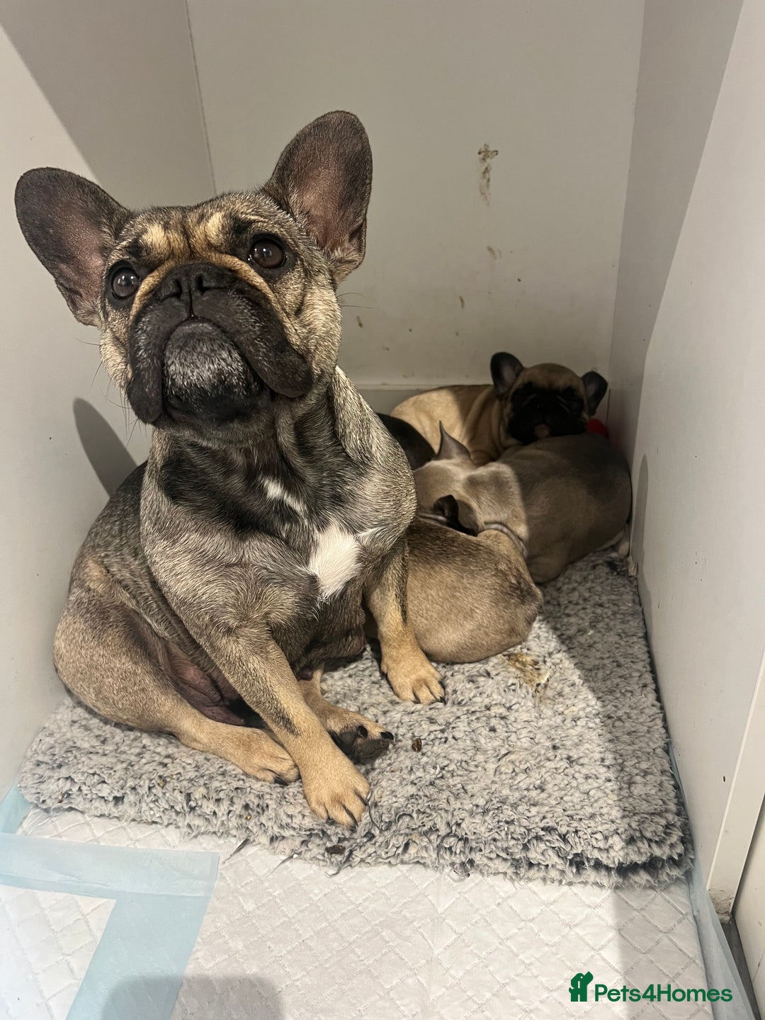 French Bulldog dogs for sale: French Buldog puppies  - Image 20