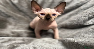 Sphynx cats - Advert 9