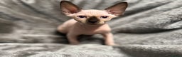 Sphynx cats for sale: TICA Reg Sphynx Kittens, Extensive Genetic Testing - Advert 3