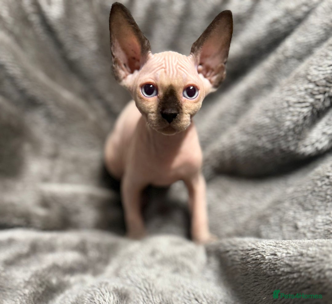 Sphynx cats for sale: TICA Reg Sphynx Kittens, Extensive Genetic Testing - Image 3
