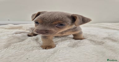 Jack Russell dogs - Advert 3