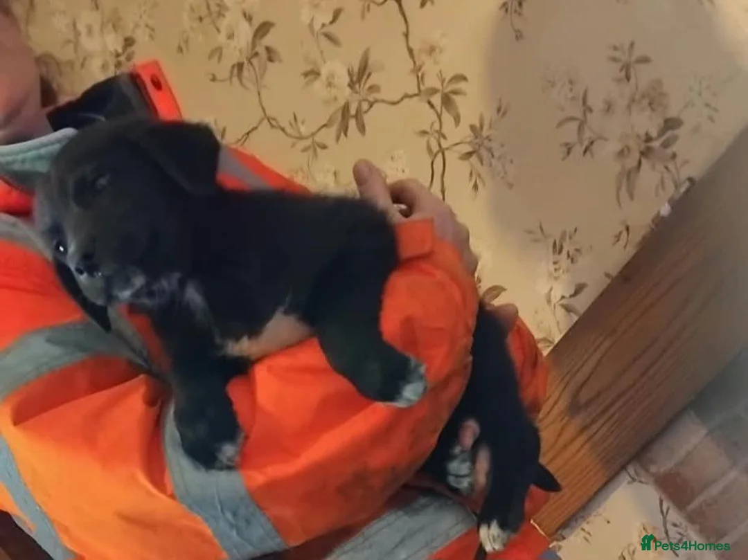 Borador dogs for sale: Labrador x collie puppies  - Advert 13