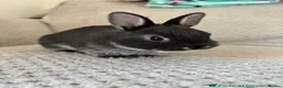 Netherland Dwarf rabbits for sale: Netherland dwarf rabbits - read to go!  - Advert 6