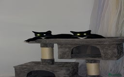 Domestic Shorthair cats for sale: 1 female cat - Image 4