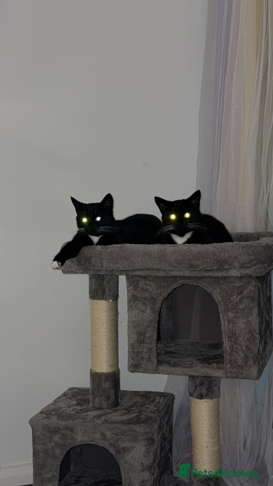 Domestic Shorthair cats for sale: 1 female cat - Image 4