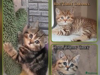 British Shorthair cats British kittens - Advert 3