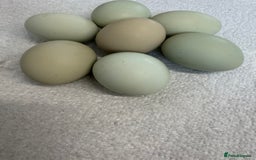 Chickens poultry for sale: Day old chicks, Are you chasing the rainbow eggs.  - Image 14