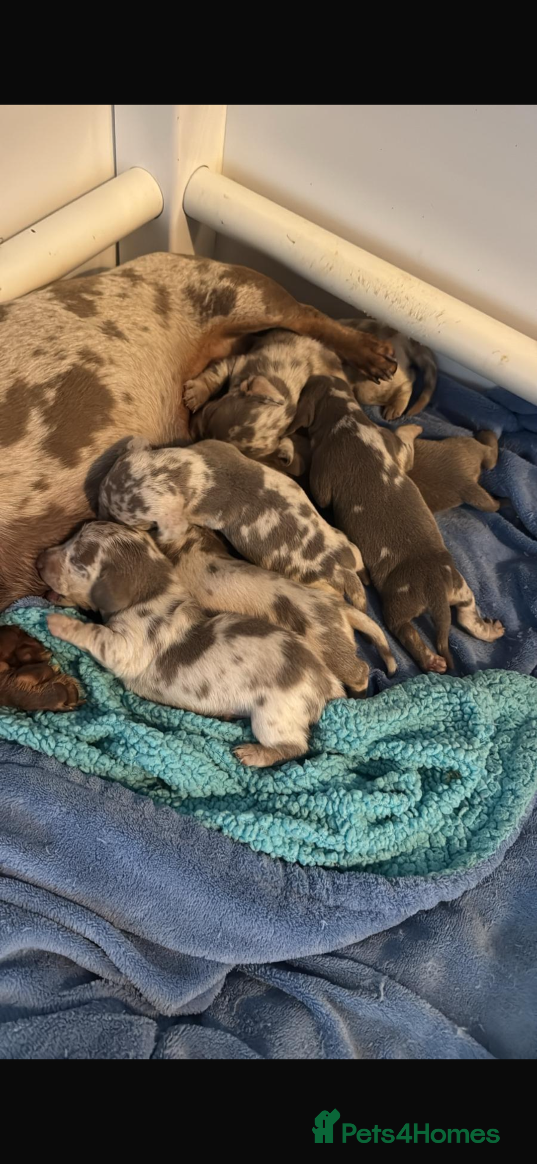 Miniature Dachshund dogs for sale: Izzabella mini dashaunds  - Image 11
