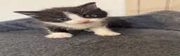 Mixed Breed cats for sale: 4 beautiful kittens ready in 4 weeks  - Advert 21