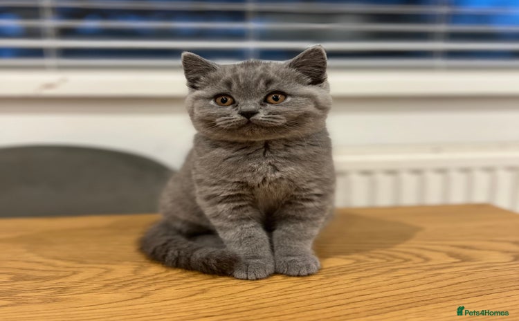 British Shorthair cats ✨ GCCF ACTIVE beautiful British Shorthair kitten ✨ - Advert 1