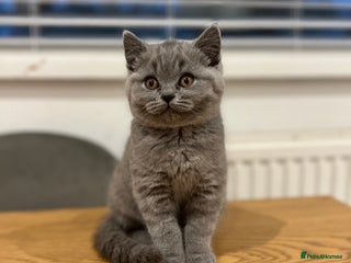 British Shorthair cats ✨ GCCF ACTIVE beautiful British Shorthair kitten ✨ - Advert 1