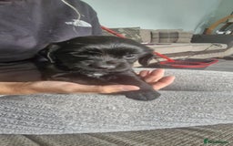 Sprocker dogs for sale: Sprocker puppies  - Image 2