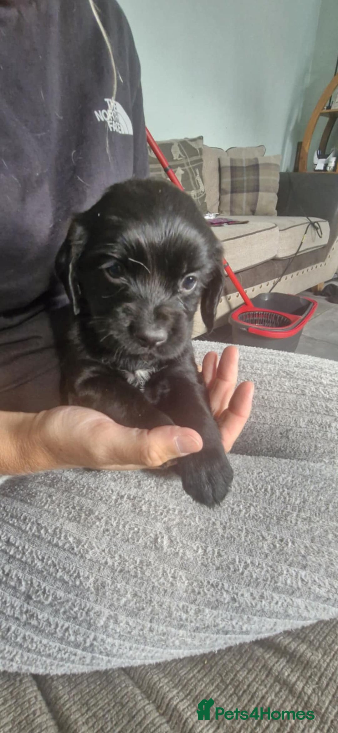 Sprocker dogs for sale: Sprocker puppies  - Image 2