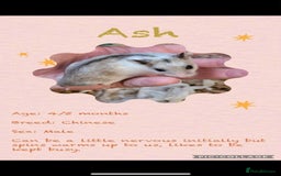 Hamster rodents for sale: Hamsters  - Image 5