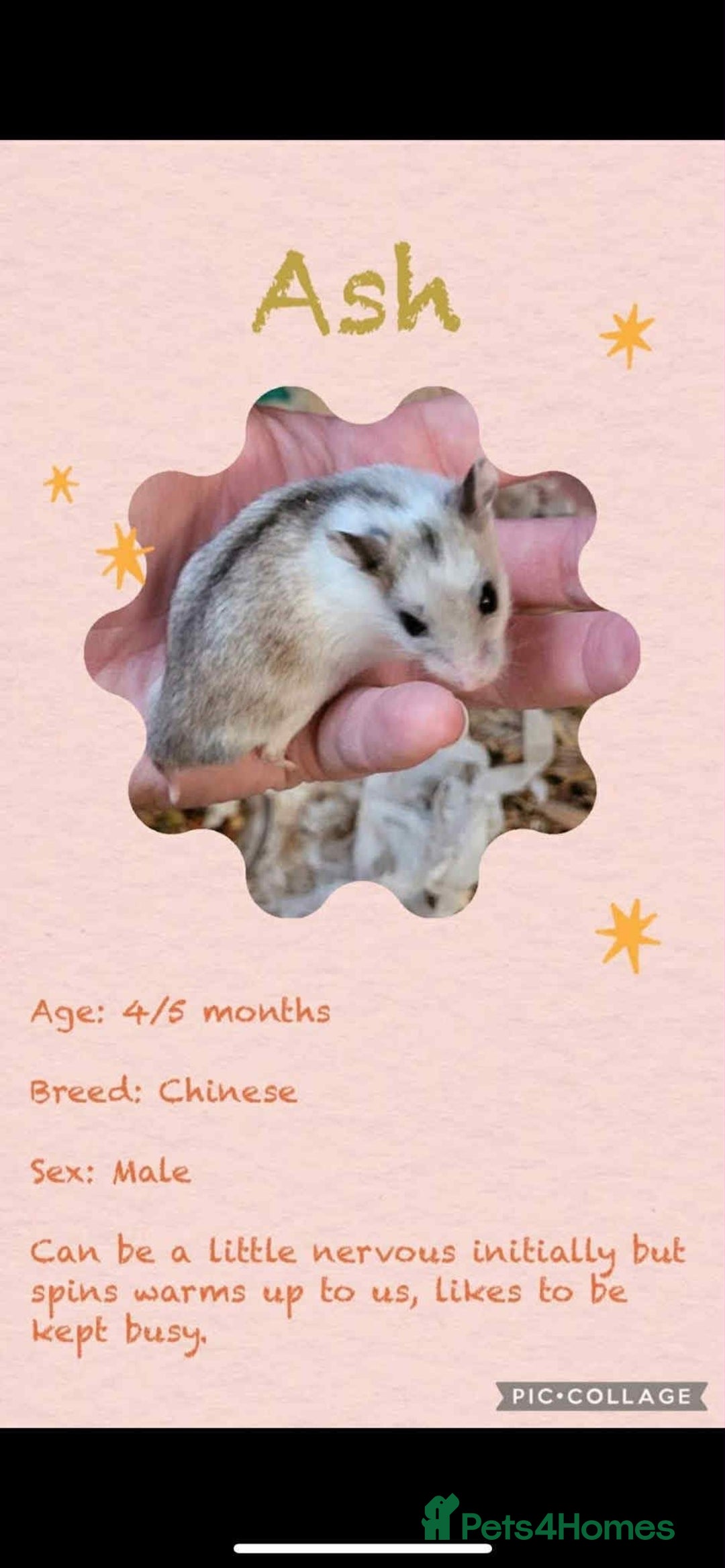 Hamster rodents for sale: Hamsters  - Image 5