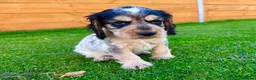 Cocker Spaniel dogs for sale: Beautiful Show CockerSpaniel Babies 🐾🐾🐾  - Advert 8
