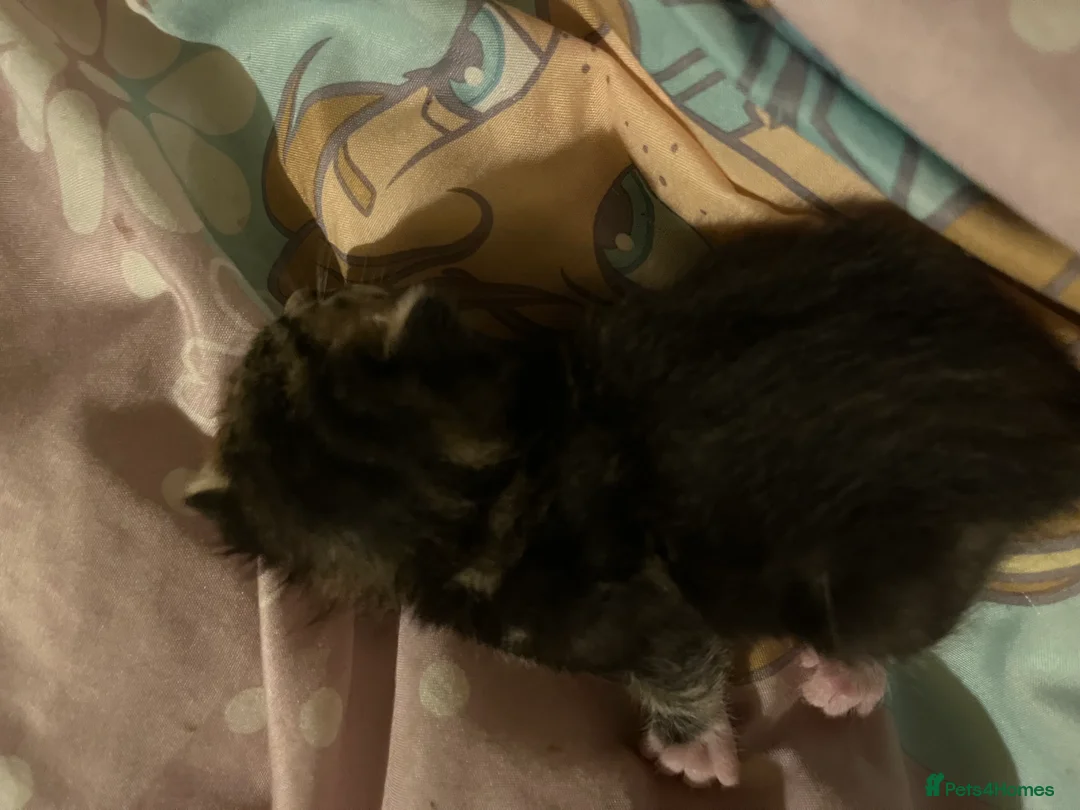 Mixed Breed cats for sale: Gorgeous bengal cross kittens  - Advert 7