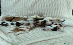 Cocker Spaniel dogs for sale: KC REG Showtype Cocker Spaniel LAST PUP ready 3/8 - Image 13