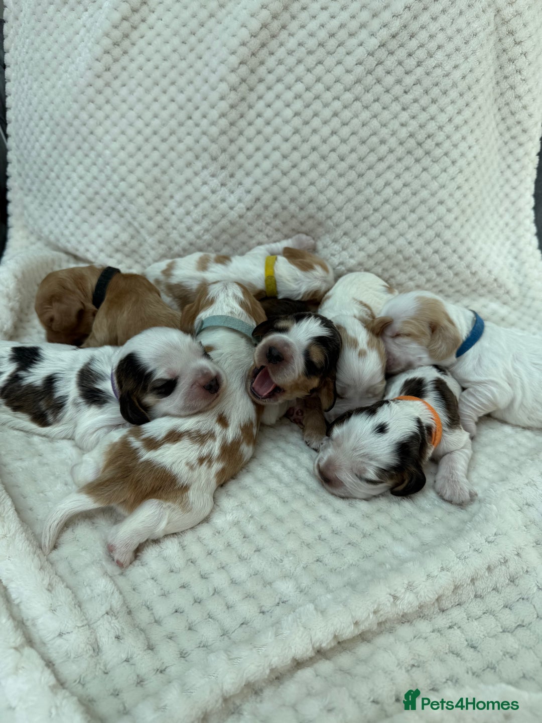 Cocker Spaniel dogs for sale: KC REG Showtype Cocker Spaniel LAST PUP ready 3/8 - Image 13