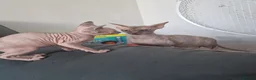 Sphynx cats for sale: Canadian Sphynx Kittens Looking for Loving Homes  - Advert 3