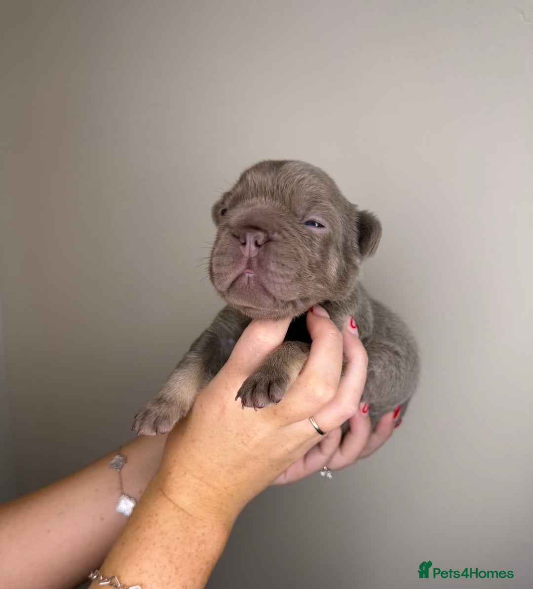 French Bulldog dogs for sale: French bulldog  - Advert 10