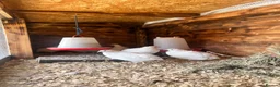 Quail poultry for sale: Coturnix White Quail - Advert 2