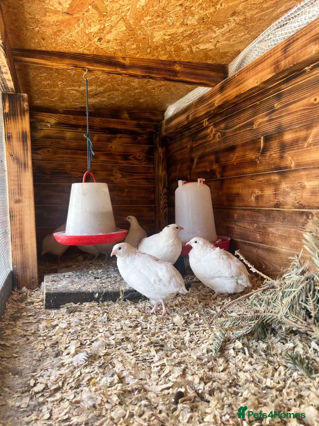 Quail poultry for sale: Coturnix White Quail - Advert 2