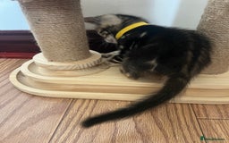 Bengal cats for sale: 🐾 TICA Registered Bengal Kittens-Ready Now  🐆🥰 - Image 25